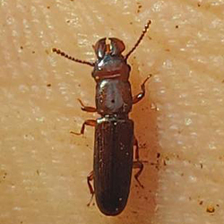 Prostomis mandibularis